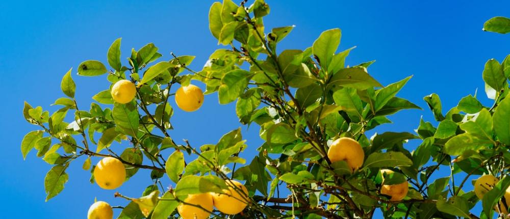 The Lemon Festival in Menton; a citrus spectacular!